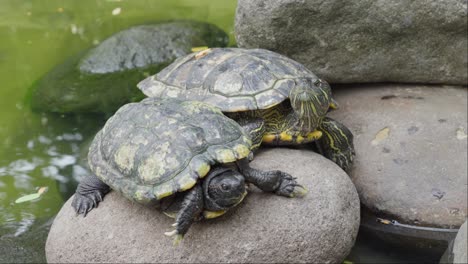 pair of red eared slider turtles on smooth rounded rock, trachemys scripta elegans