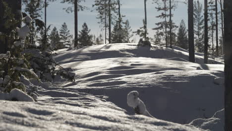Winter-Scenery-in-Finland,-Beautiful-Crisp-snow-falling-in-forest-landscape-backlit-by-sun