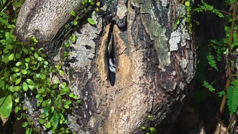 female oriental pied hornbill bird seen inside the nest on tree. close-up shot