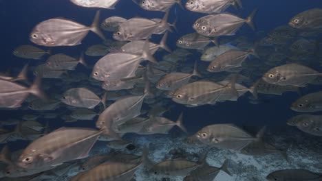 big shoal, school of caranx, jack fish, trevallies in clear water on a tropical coral reef around the islands of tahiti, french polynesia, south pacific ocean