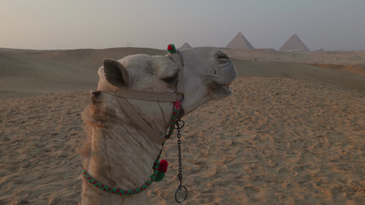 el atardecer en el desierto, los camellos acostados en la arena. egipto