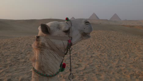 el atardecer en el desierto, los camellos acostados en la arena. egipto