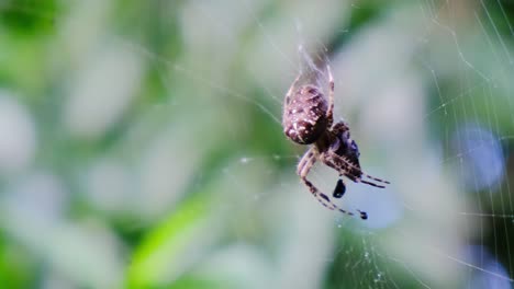 Gartenkreuzspinne,-Die-Sich-An-Ihrer-Beute-Erfreut,-Nahaufnahme,-Verschwommener-Hintergrund,-Makro-Detailansicht,-Araneus-Diadematus