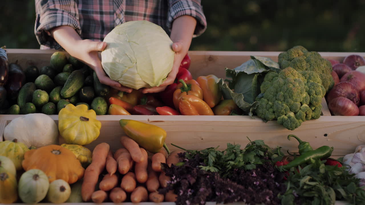 여성 농부가 농부 시장에서 카운터 위에 양배추 머리를 들고 있습니다.