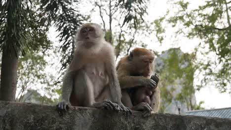 Zwei-Makaken-Affen-In-Ralay,-Thailand