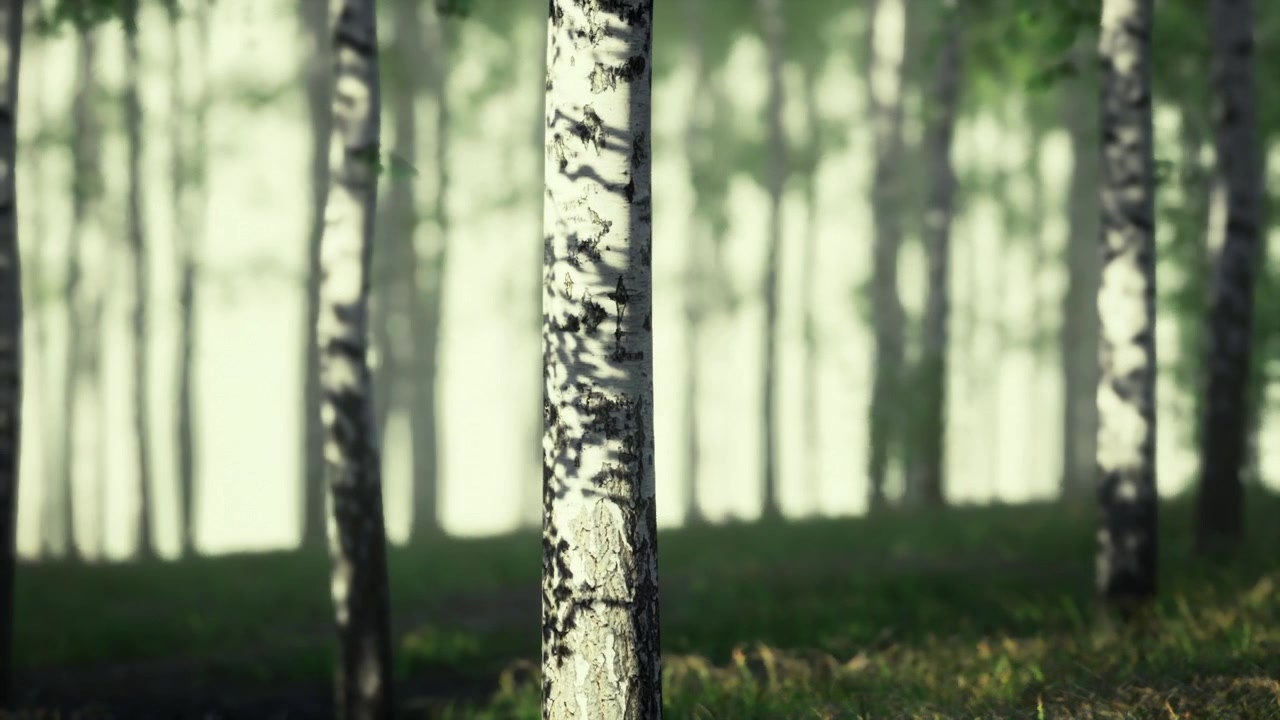 Friedlicher Wald mit schlanken weißen Bäumen und beruhigender Atmosphäre