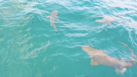 experience the thrill of shark encounter in the pristine blue waters of maldives - footage of blacktip reef shark in their natural habitat