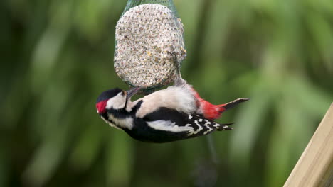pájaro carpintero manchado alimentándose en un comedero para pájaros en un jardín
