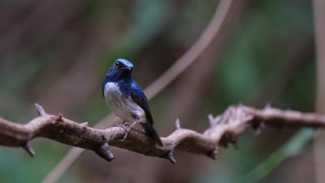 Mirando-Hacia-La-Izquierda-Mientras-Mira-A-Su-Alrededor-Y-Luego-Se-Va-Volando,-Papamoscas-Azul-De-Hainan-Cyornis-Hainanus-Tailandia