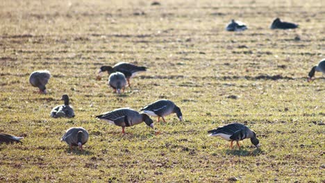 A-large-flock-of-white-fronted-geese-albifrons-on-winter-wheat-field-during-spring-migration