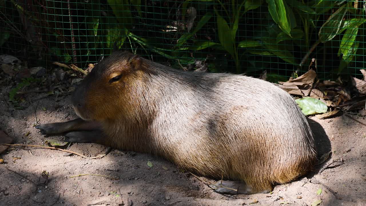 자연 서식지 에서 평화롭게 휴식 하는 카피바라