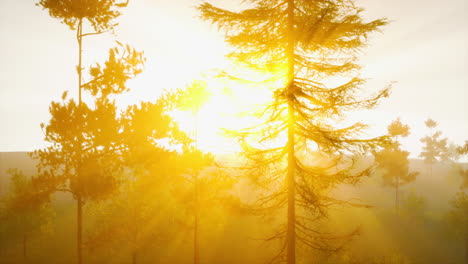 amanecer en un bosque