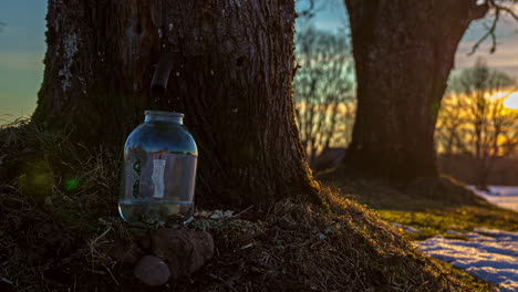 toma de tiempo de recolectar jugo de arce de un árbol perforado en un vaso transparente en primavera