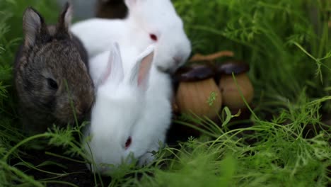 cute baby rabbits in green grass