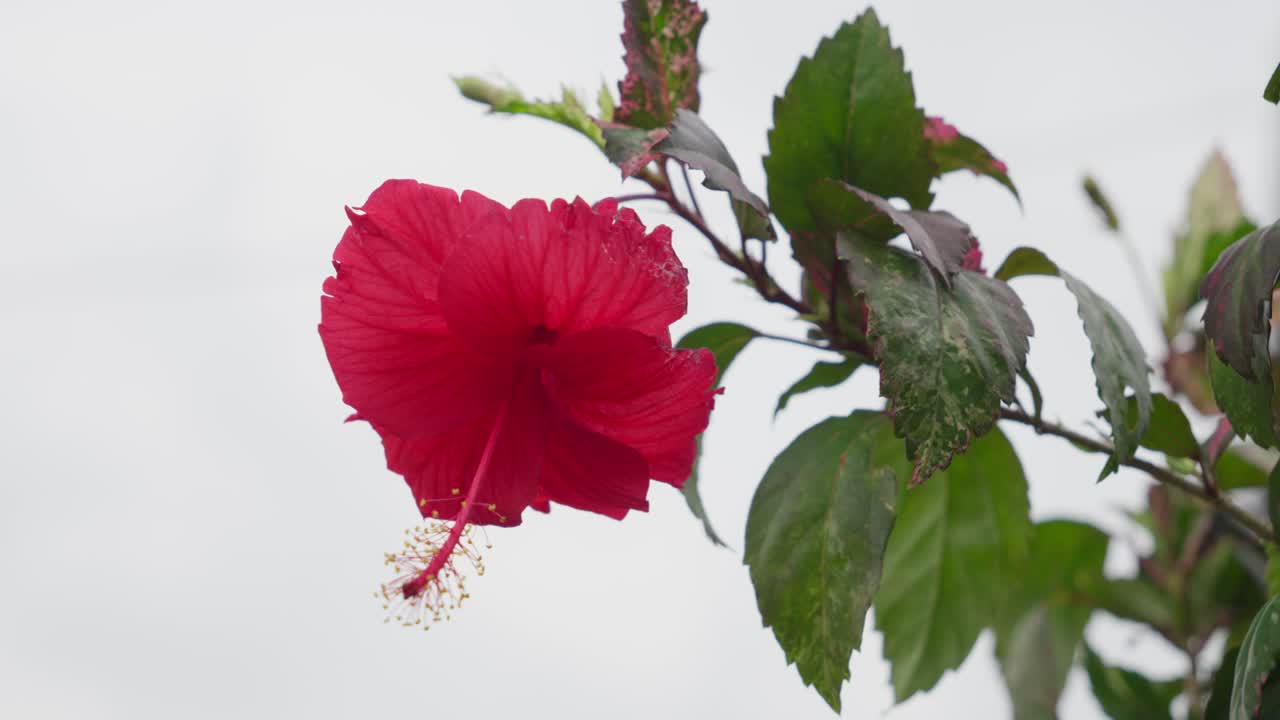 Bright red hibiscus flower with green leaves against a soft white background in daylight