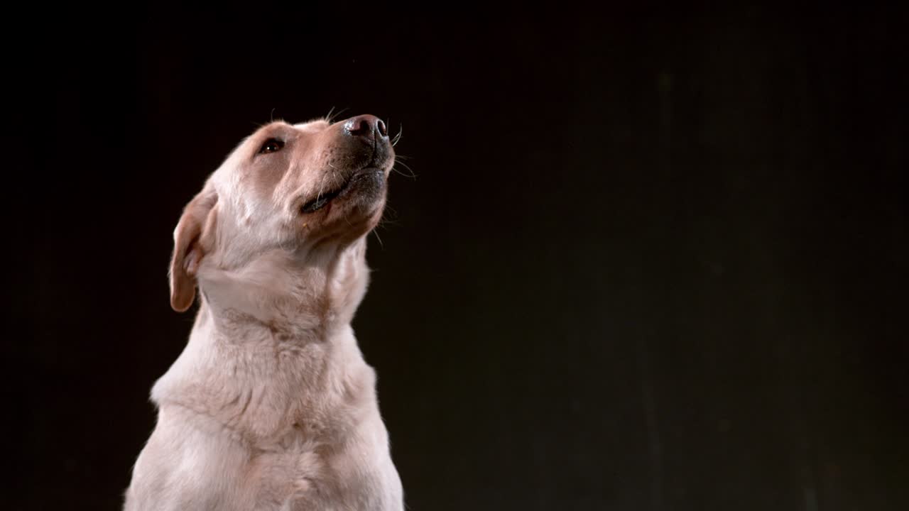 perro atrapando tocino en cámara lenta