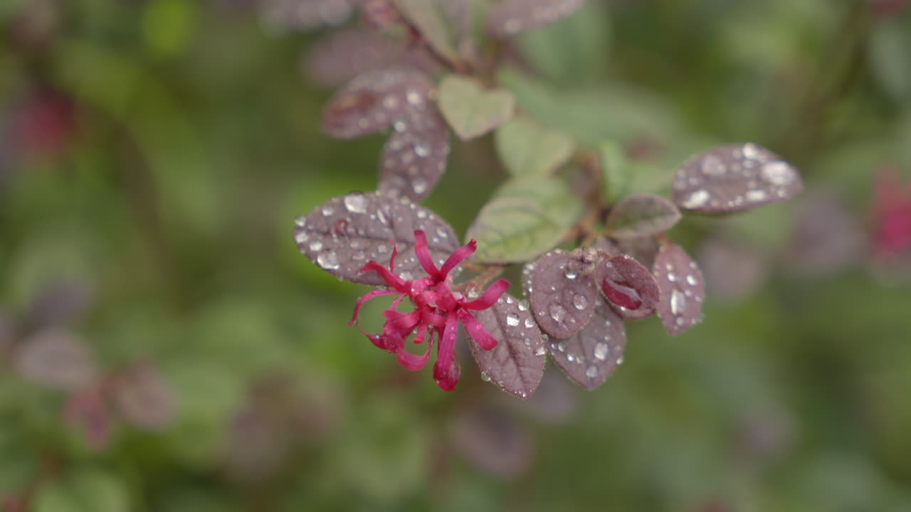 hermosas flores rosadas en fondo borroso en el jardín, flor roja de loropetalum chinense