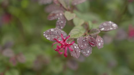 Schöne-Blühende-Rosa-Blumen-Auf-Unscharfem-Hintergrund-Im-Garten,-Rote-Loropetalum-Chinense-Blume