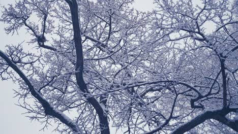 輕微的雪覆蓋了樹冠中的雜交的樹枝