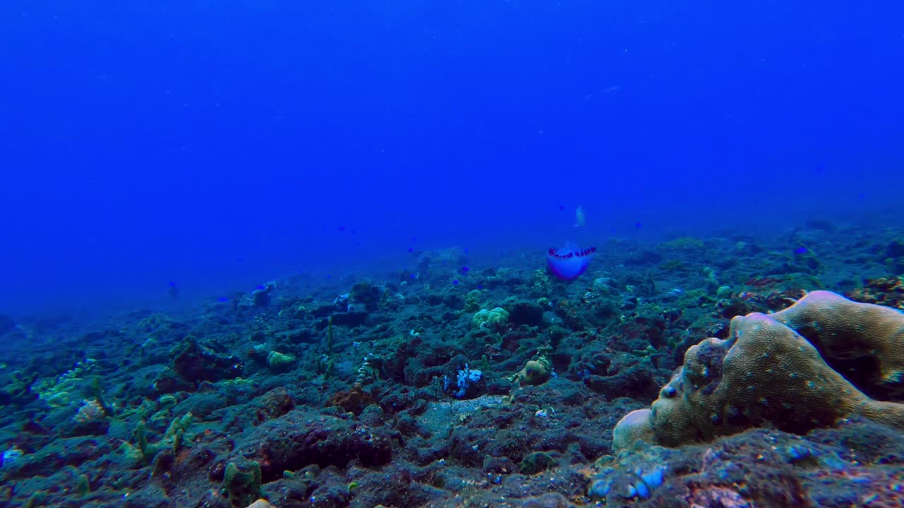 hermosa foto submarina azul de arrecifes de coral naturales animados en el océano con una medusa nadando cerca