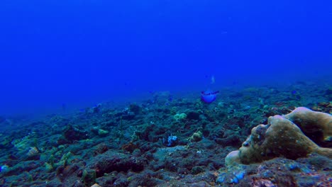 Beautiful-blue-underwater-shot-of-lively-natural-coral-reefs-in-the-ocean-with-a-jellyfish-swimming-by