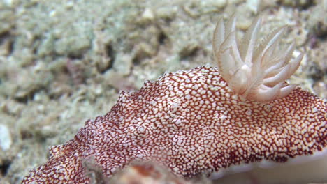 Detalle-Del-Nudibranquio-Chromodoris-Reticulata-Arrastrándose-De-Derecha-A-Izquierda-Sobre-El-Arrecife-De-Coral,-Pan-De-Branquias-A-Cuernos,-Primer-Plano