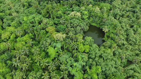 Bosque-Verde-Profundo-O-Selva