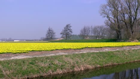 campo con narcisos en la primavera