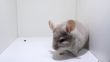 a active white violet beige chinchilla wearing a collar moves around against a white enclosure and standing on its hind legs