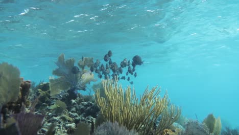 Schule-Von-Blue-Tang-Fischen-Am-Korallenriff-Im-Karibischen-Blauen-Ozean