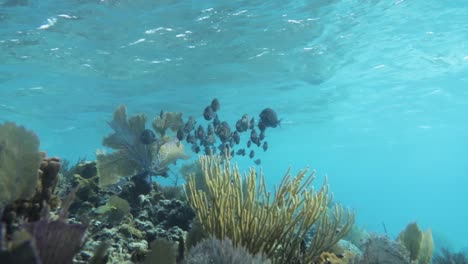 banco de peces tang azul en arrecifes de coral en el océano azul caribeño