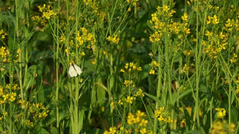 close up shot of a beautiful cabbage white butterfly pollinating vibrant yellow rapeseed flowers, fluttering its wings and fly away at sunset golden hours