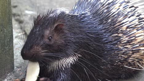 hungry malayan porcupine or himalayan porcupine, hystrix brachyura covered with spiky quills, busy eating tasty feeds on the ground with two claws holding it, wildlife close up shot