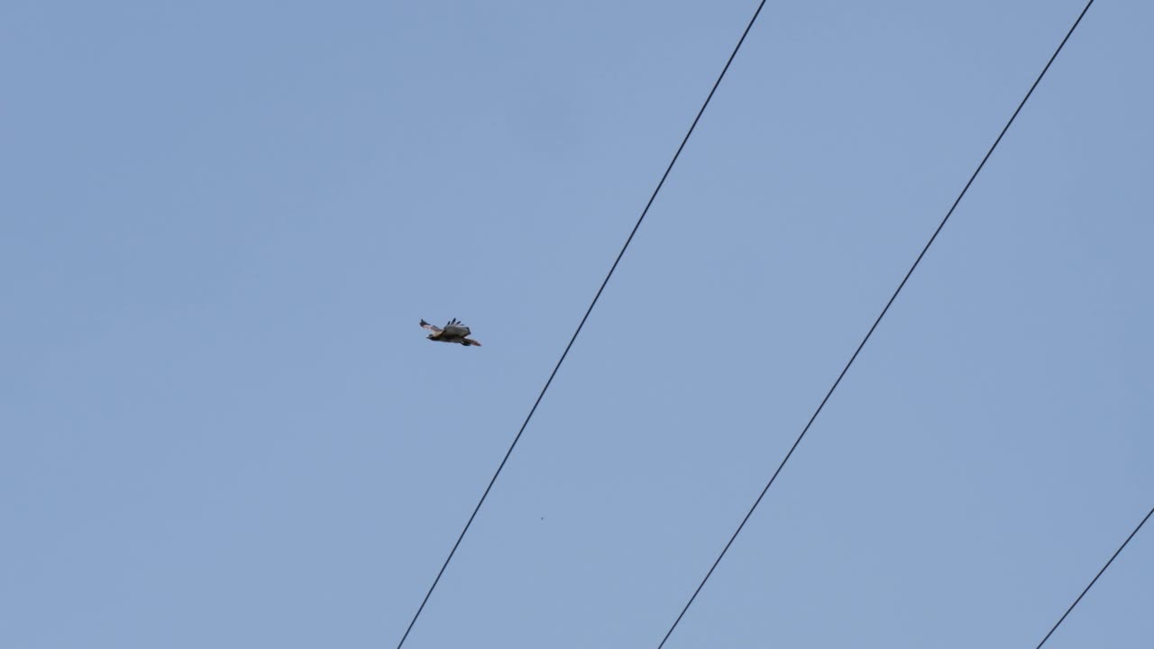 붉은꼬리매가 카메라 위로 날아가 푸른 하늘을 배경으로 전력선을 통과합니다.