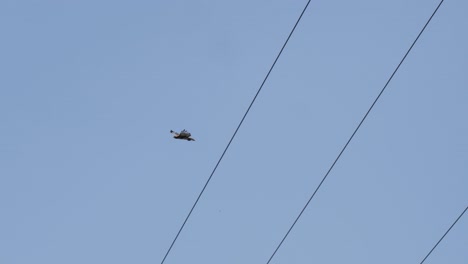 Red-Tailed-Hawk-coasts-above-camera-and-passes-power-lines-against-a-blue-sky