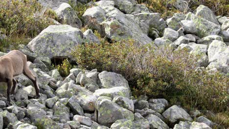 阿爾卑斯山山羊在法國阿爾卑斯山的岩石坡道上穿過