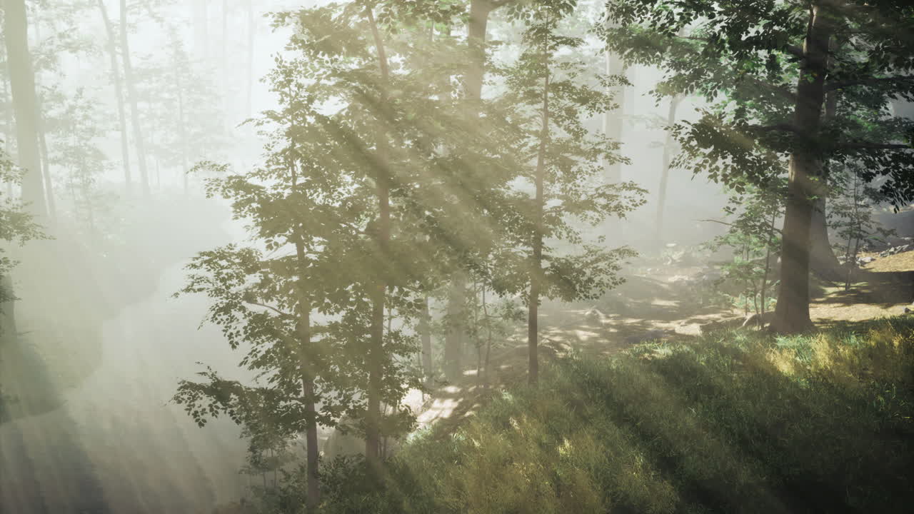 Sunlight filters through forest trees revealing a tranquil river bend