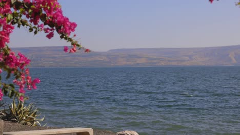 sea of galilee lake in israel flowers