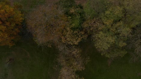Top down aerial view of trees surrounded by grass