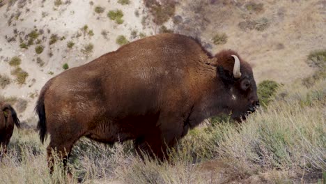 un bisonte pastando en el chaparral