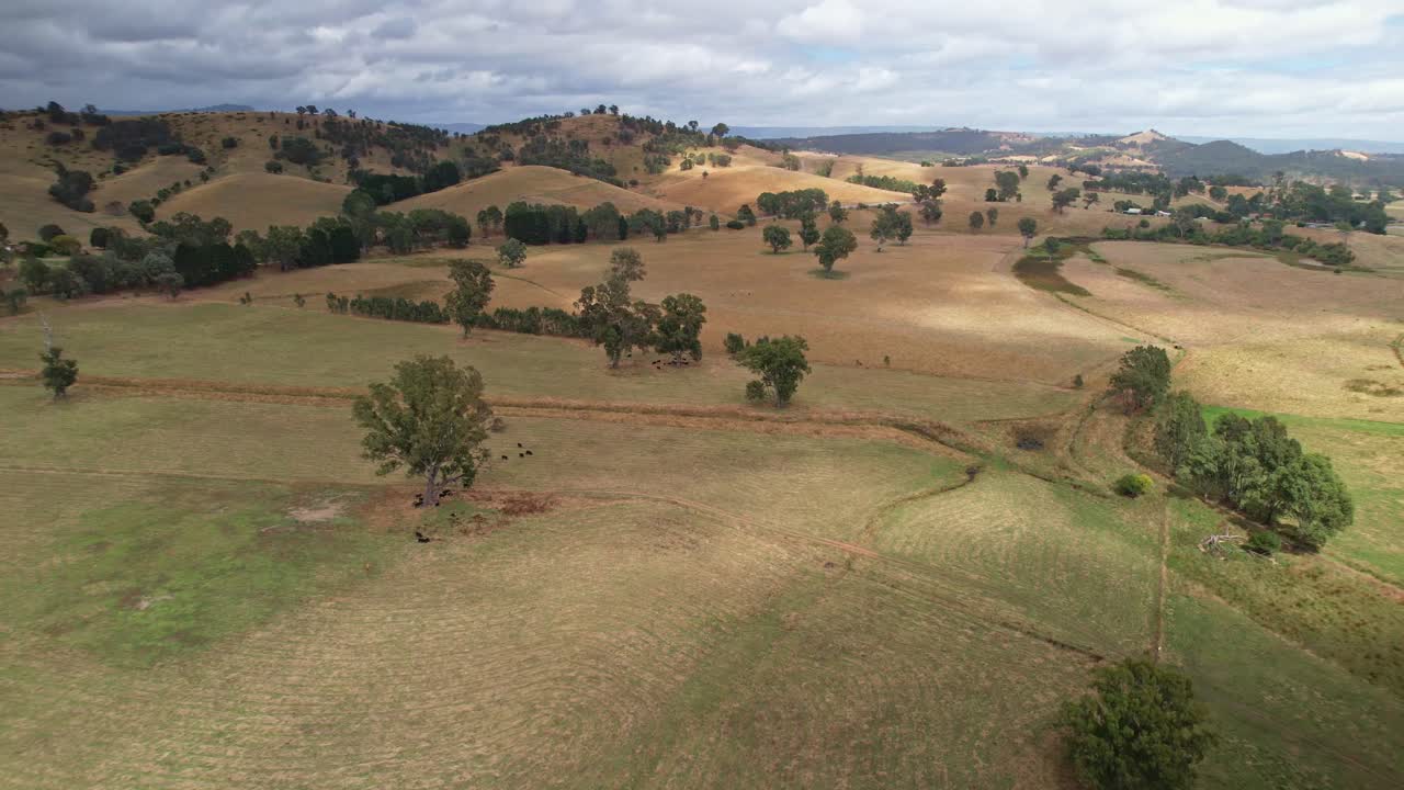 sobre prados y vacas pastando hacia colinas iluminadas por el sol en el fondo cerca de la ciudad de eildon, victoria, australia