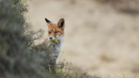 red fox in a field