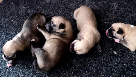 Grupo-De-Cachorros-Recién-Nacidos-Solteros-Durmiendo