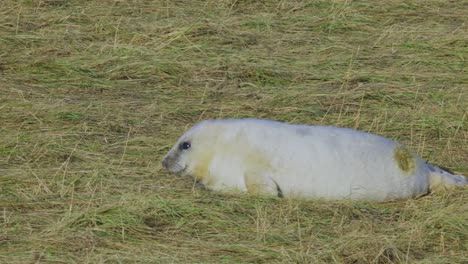 Breeding-season-for-Atlantic-grey-seals:-newborn-pups-with-white-fur,-mothers-suckling,-stroking,-and-bonding-in-the-warm-November-sun