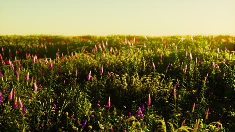 Beautiful-summer-meadow-with-wild-flowers-in-grass-against-of-dawn-morning