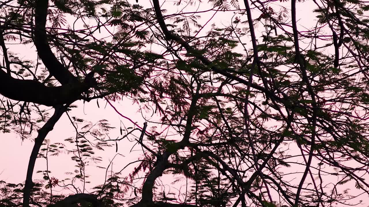 las ramas de los árboles siluetadas contra un cielo rosado de la noche