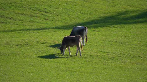 Footage-of-caws-in-a-grass-field-eating-grass,-filmed-in-European-Alps-in-the-Italian-Dolomites