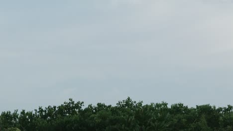 airplane landing over trees