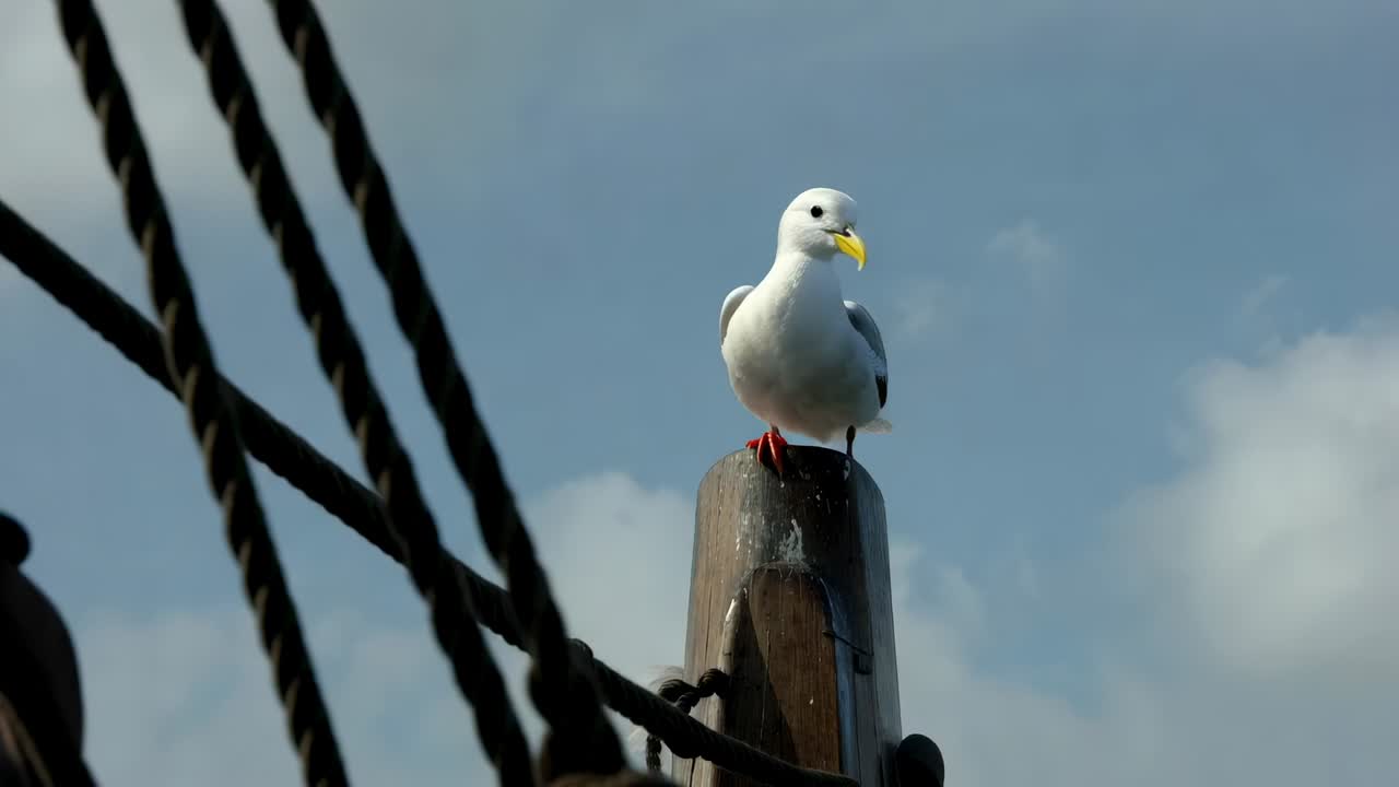 Eine weiße-graue Möwe balanciert mit gesenktem Kopf und flatterndem Flügel auf einem Mast mit Takelage und sucht den Himmel ab