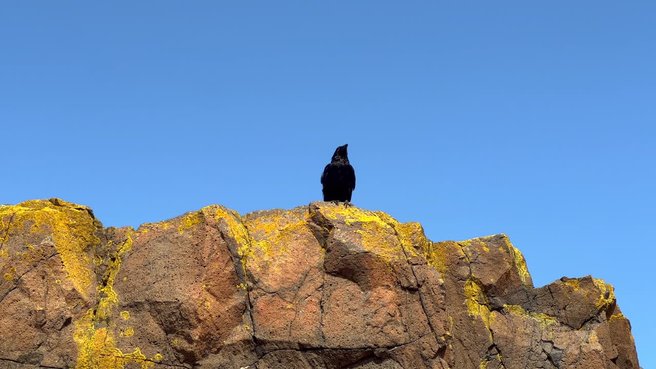 낮은 각도 아래에서 노란 바위에 앉아있는 까마귀 까마귀  ⁇ 은 파란 하늘